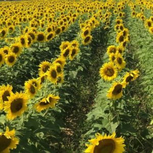 Sunflower Field